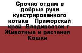 Срочно отдам в добрые руки куастрированного котика - Приморский край, Владивосток г. Животные и растения » Кошки   